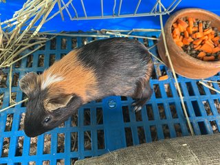 Milo N Jiwoo - Guinea Pig Small & Furry