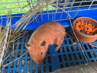 Milo N Jiwoo - Guinea Pig Small & Furry