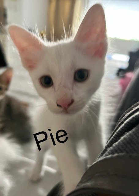 Pie - Domestic Short Hair Cat