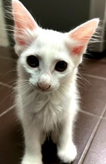 Pie - Domestic Short Hair Cat