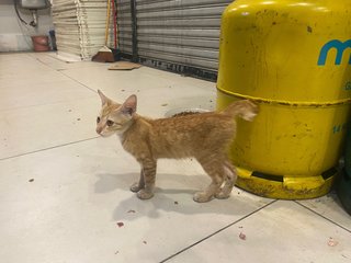 Orange - Domestic Short Hair Cat