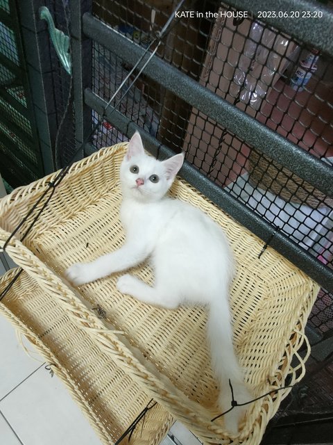 Snow And Coco - American Curl + British Shorthair Cat