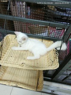 Snow And Coco - American Curl + British Shorthair Cat