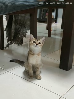 Snow And Coco - American Curl + British Shorthair Cat