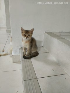 Snow And Coco - American Curl + British Shorthair Cat