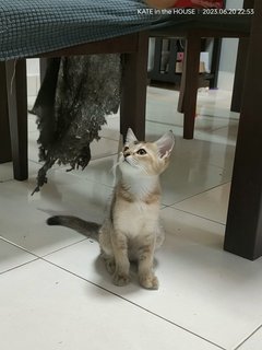 Snow And Coco - American Curl + British Shorthair Cat