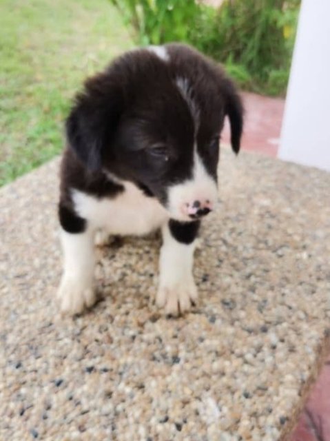 Elise - Border Collie Mix Dog