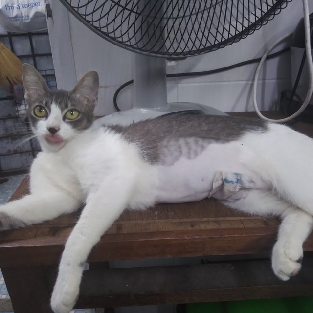 Adik - Domestic Short Hair Cat