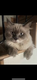 Koyang - Persian + Maine Coon Cat