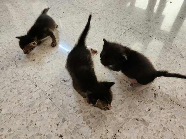 3 Kittens - Domestic Short Hair Cat