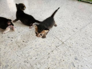 3 Kittens - Domestic Short Hair Cat