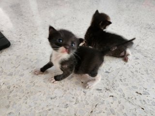 3 Kittens - Domestic Short Hair Cat