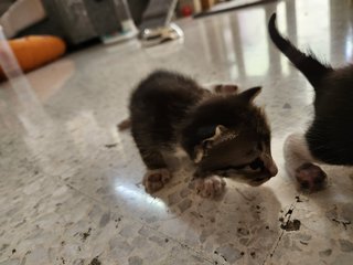 3 Kittens - Domestic Short Hair Cat