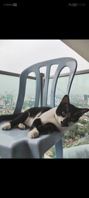 Panda - Scottish Fold Cat