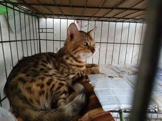 John Doe And Jane Doe - Bengal Cat