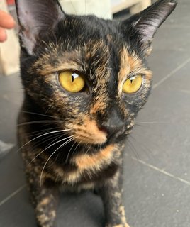 Easy Evetta  - Domestic Short Hair Cat