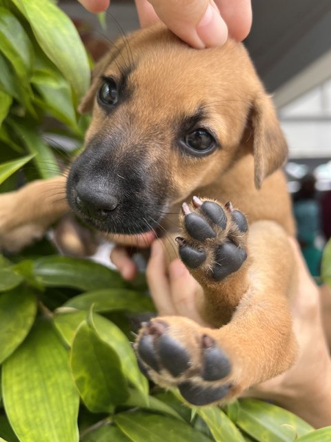 Pecan - Mixed Breed Dog