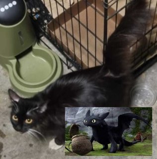 Toothless (But Not Actually Toothless)  - Tuxedo + Domestic Long Hair Cat