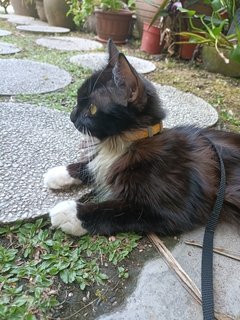 Toothless (But Not Actually Toothless)  - Tuxedo + Domestic Long Hair Cat