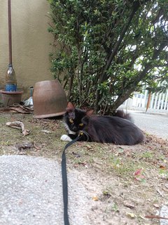 Toothless (But Not Actually Toothless)  - Tuxedo + Domestic Long Hair Cat