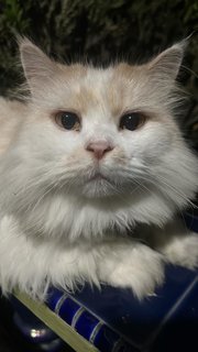 Miyo - Persian Cat