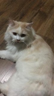 Miyo - Persian Cat