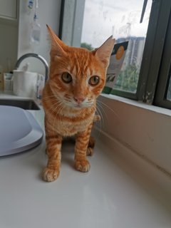 Tigger - Domestic Medium Hair Cat