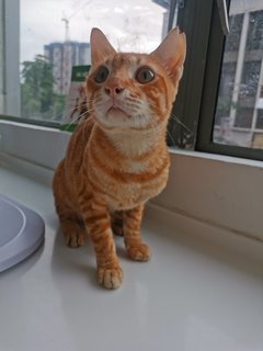 Tigger - Domestic Medium Hair Cat