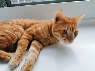 Tigger - Domestic Medium Hair Cat