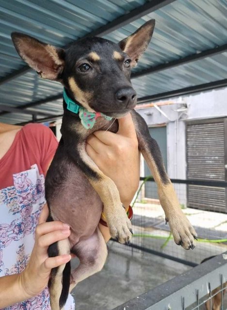 Pinkie. - Miniature Pinscher Mix Dog