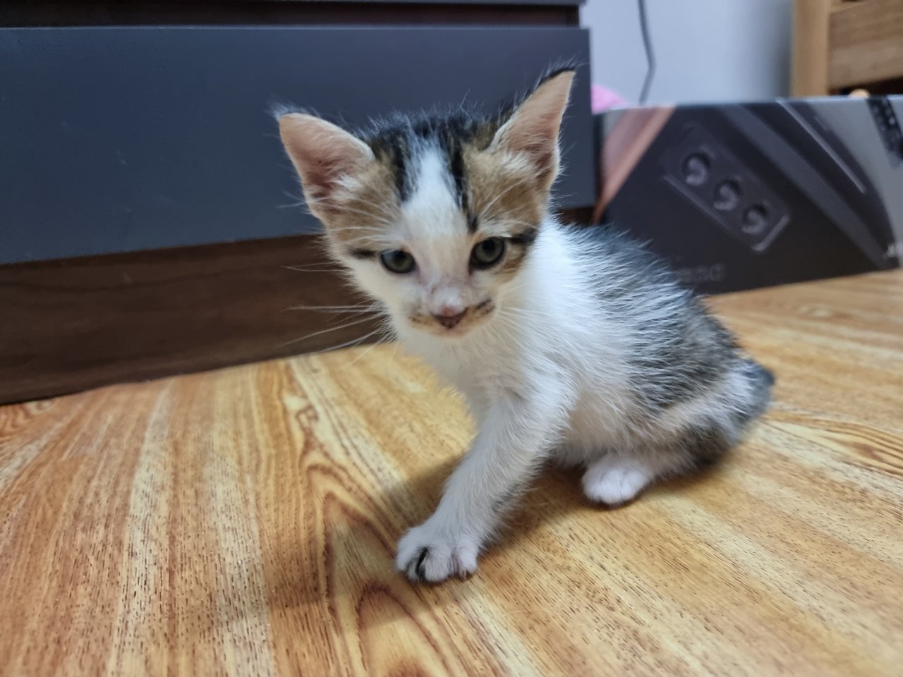 Fugui - Domestic Short Hair Cat