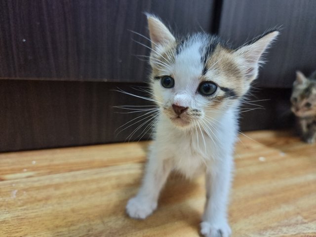 Fugui - Domestic Short Hair Cat