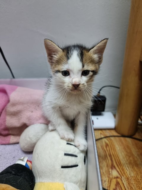 Fugui - Domestic Short Hair Cat