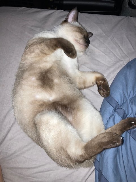 Mok - Siamese Cat