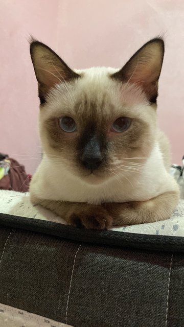 Mok - Siamese Cat