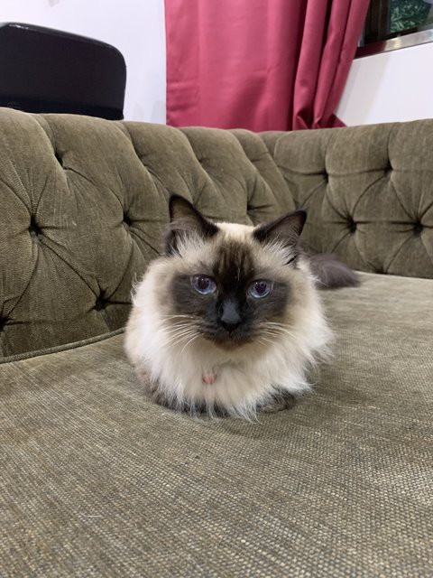 Miu Miu - Ragdoll + Siamese Cat