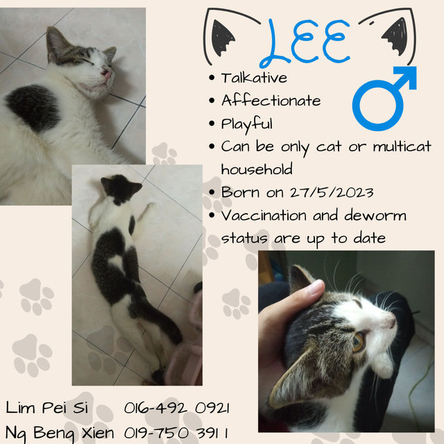 Hi, I am talkative, affectionate, playful! I can be only cat or in a multi-cat household! I was born