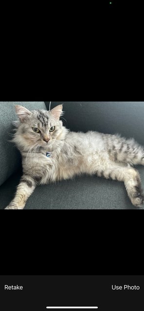 Abang Baby - Domestic Long Hair Cat