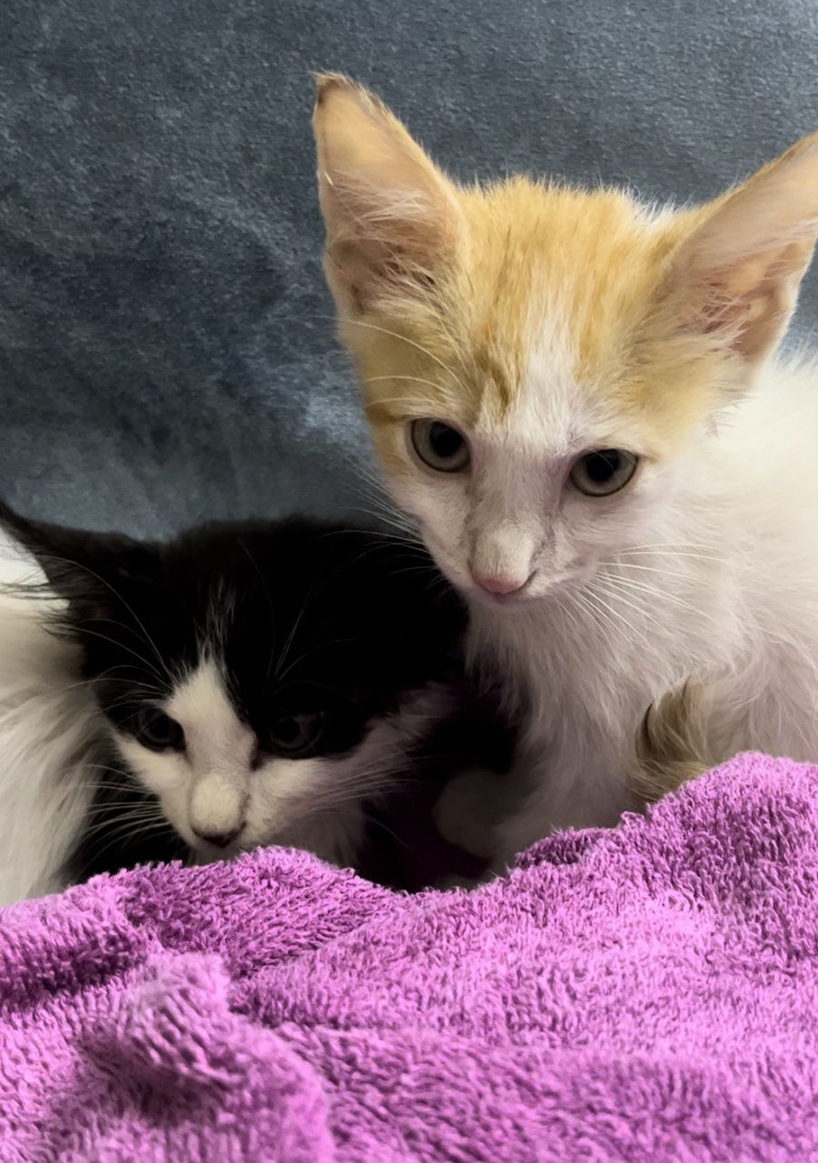 Lemboo And Kunyit - Domestic Long Hair + Domestic Short Hair Cat