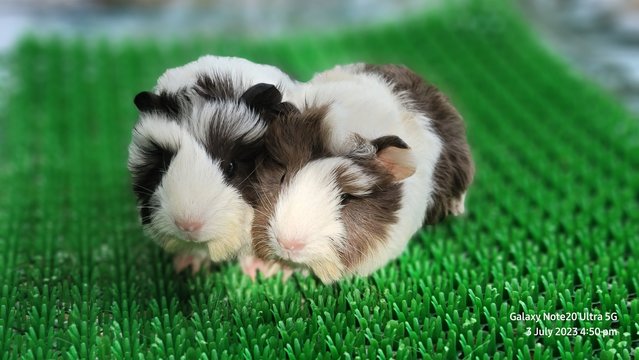 Oogi And Aapa - Guinea Pig Small & Furry