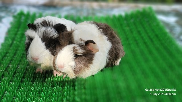 Oogi And Aapa - Guinea Pig Small & Furry