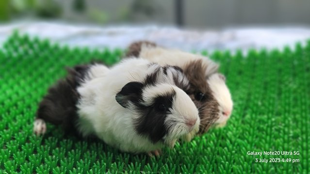 Oogi And Aapa - Guinea Pig Small & Furry