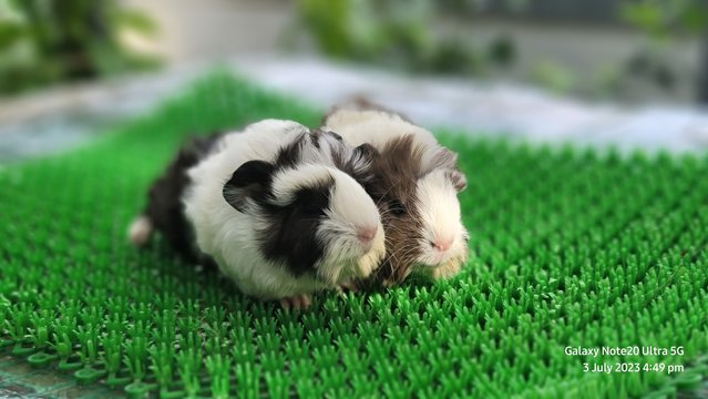 Oogi And Aapa - Guinea Pig Small & Furry