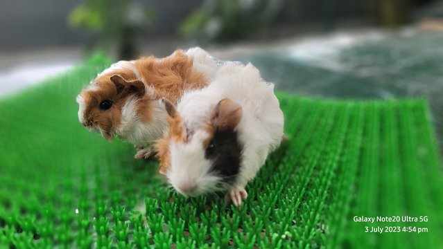 Shushi And Masha - Guinea Pig Small & Furry