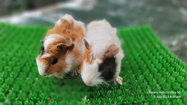 Shushi And Masha - Guinea Pig Small & Furry