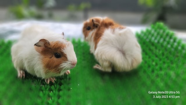 Shushi And Masha - Guinea Pig Small & Furry