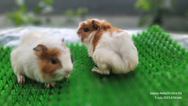 Shushi And Masha - Guinea Pig Small & Furry