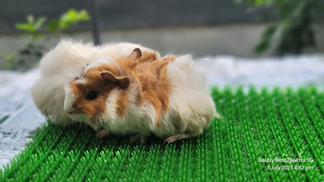 Shushi And Masha - Guinea Pig Small & Furry