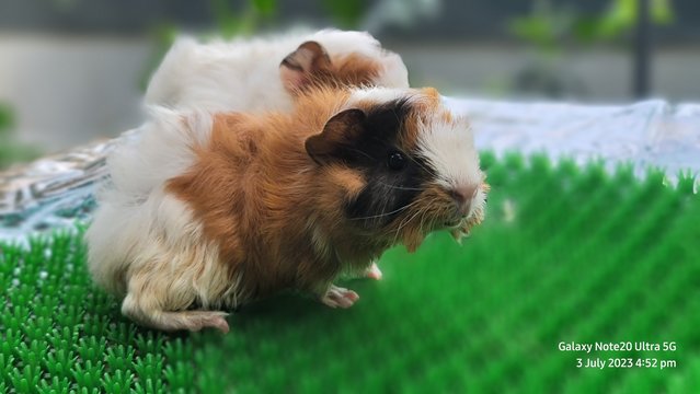 Shushi And Masha - Guinea Pig Small & Furry