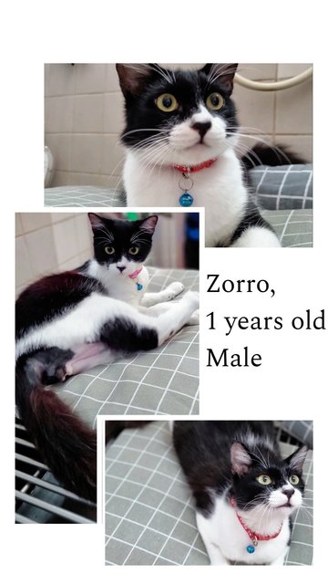 Zorro - Tuxedo Cat